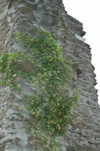 Ivy on a tower at Burg Rheinfels