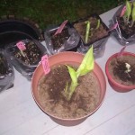 The Hostas The Hostas