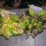 New coleus New coleus