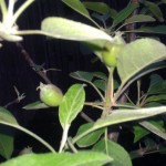 Baby apples Baby apples