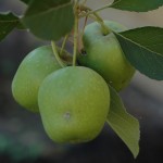 Apples One of several clusters of apples - golfball sized