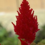 Celosia Bright red flaming tip of a celosia