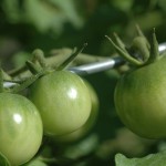 Cherry Tomatoes Dime- and quarter-sized cherry tomatoes