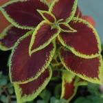 Coleus Bold coleus