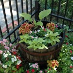 Colorful Corner Oak barrel full of color in the front yard