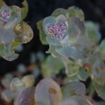 Dazzleberry Sedum Sedum - will have bright raspberry colored blooms