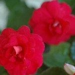 Double Impatien Double impatiens, posing as miniature rose lookalikes