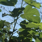 Fig Leaves Big enough to wear ;)