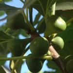 Figs Tons of figs on the tree already!