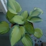 June Hosta My favorite hosta - a "June"