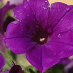 Petunia Ivy picked these out - royal purple supertunias!