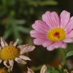 Pink Daisy Faces turned to the rising sun