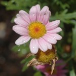 Pink Daisy Dainty pink daisies