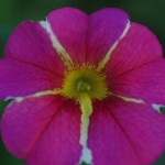 Pink Petunia One of several petunias