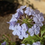 Plumbago Cluster A cluster of plumbago blooms