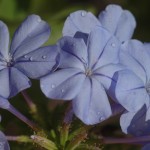 Plumbago Close Gorgeous plumbago