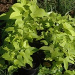 Potato Vines Morning sunbathing potato vines