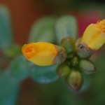 Purslane Early purslane blooms