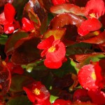 Red Begonias Happy red begonias