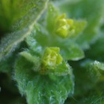 Slipper Plant Slipper plant -- fuzzy and cute