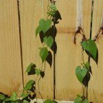 Vines The beginnings of our wall of vines - morning glories and moonflowers