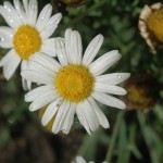 White Daisy Pretty white daisy