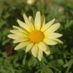 Yellow Daisy A small bit of sunshine