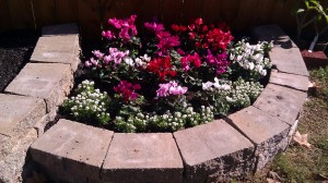 cyclamen in the lowest section